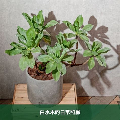 白水木徒長|白水木養護指南：輕鬆種植白水木的技巧 